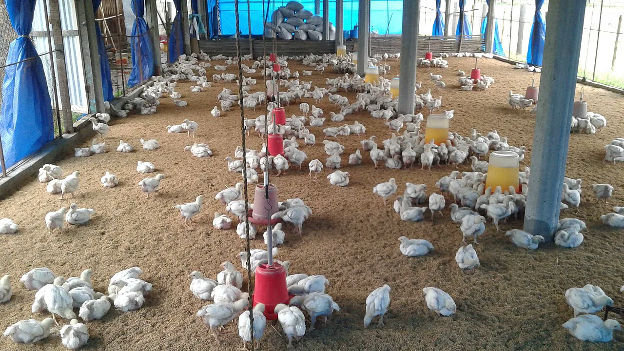 Gambar artikel Doa Menyembelih Ayam: Bacaan, Syarat Sah, dan Tata Caranya